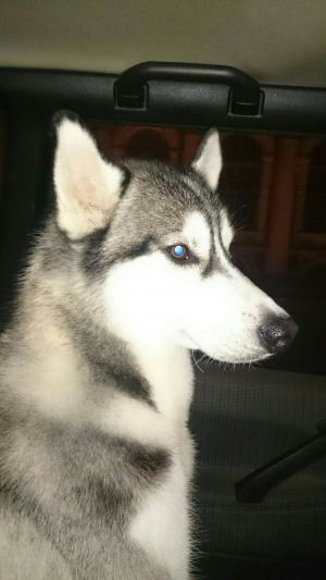 Dog Photo