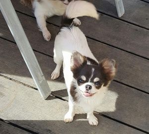 Dog Photo