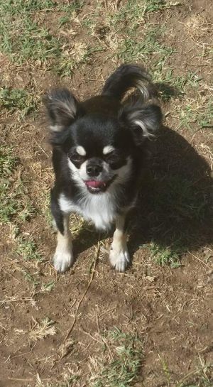 Dog Photo