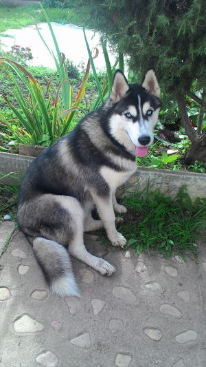 Dog Photo