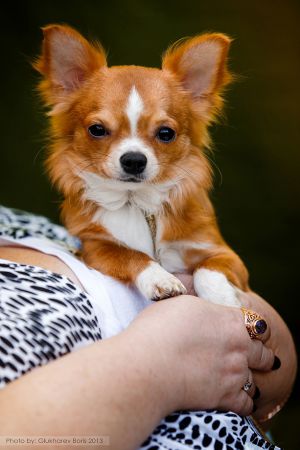 Dog Photo
