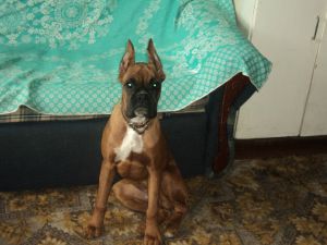 Dog Photo