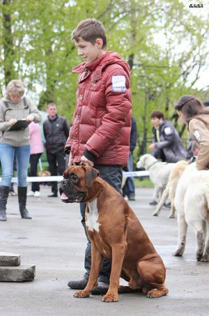 Dog Photo