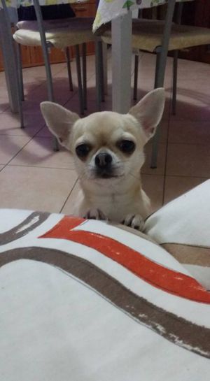 Dog Photo