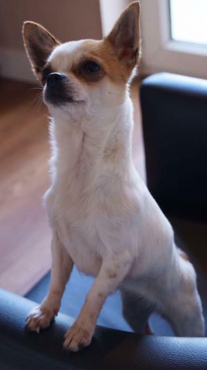Dog Photo