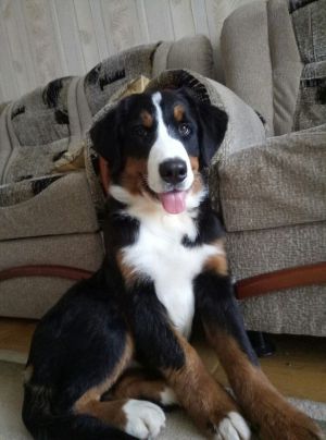 Dog Photo