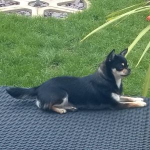 Dog Photo
