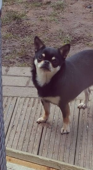 Dog Photo