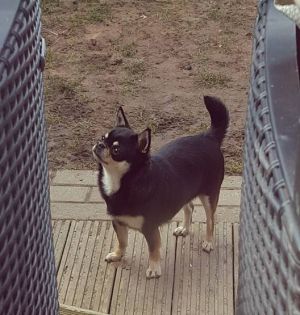 Dog Photo