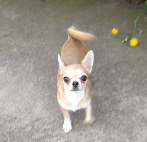 Dog Photo