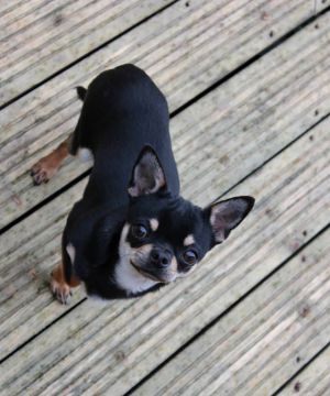Dog Photo