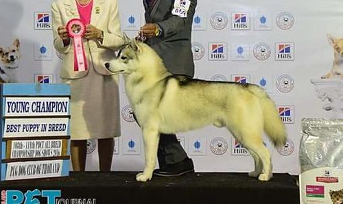 Dog Photo