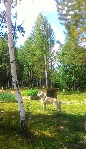 Dog Photo