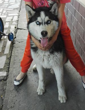 Dog Photo