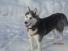Dog Photo