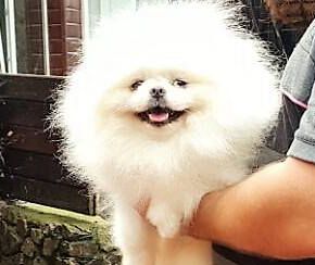 Dog Photo