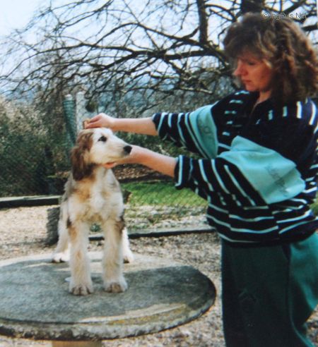 Dog Photo