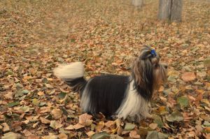 Dog Photo
