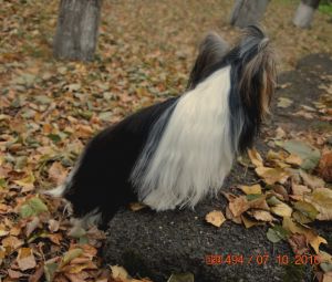 Dog Photo