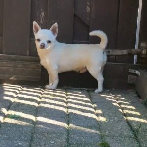 Dog Photo