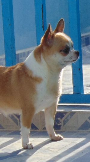 Dog Photo