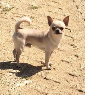 Dog Photo