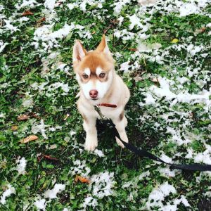Dog Photo