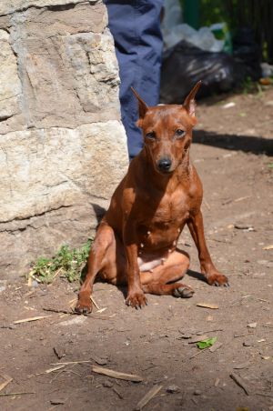 Dog Photo