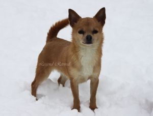 Dog Photo