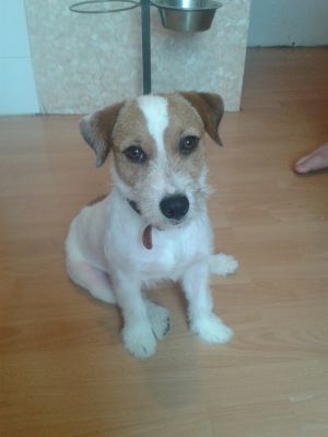 Dog Photo