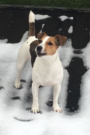 Dog Photo