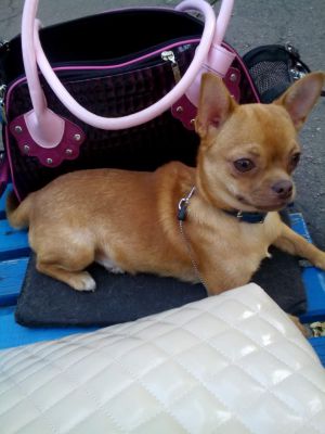 Dog Photo