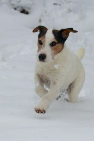 Dog Photo