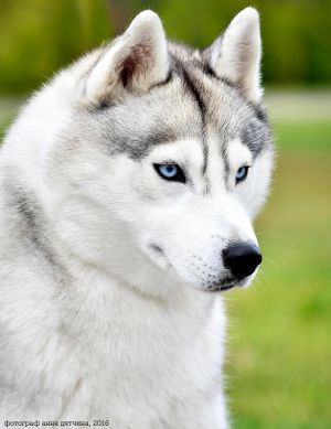 Dog Photo