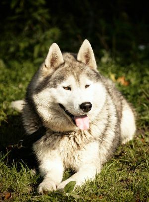 Dog Photo