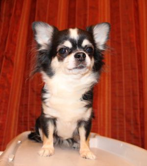 Dog Photo