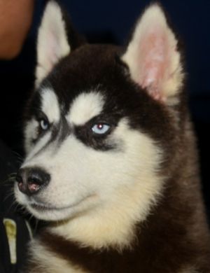 Dog Photo