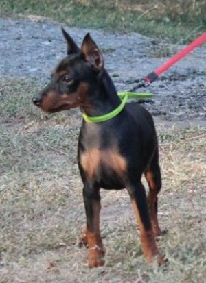 Dog Photo