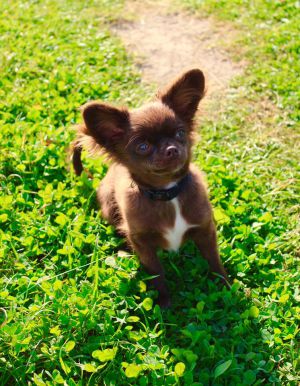 Dog Photo