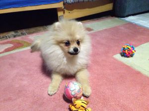Dog Photo