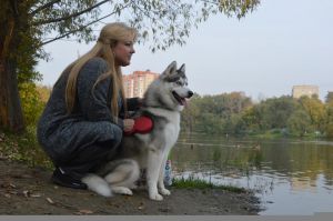 Dog Photo