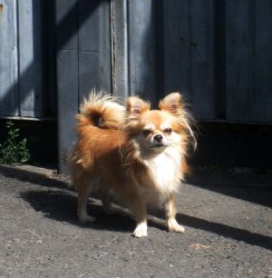 Dog Photo