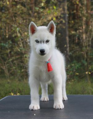 Dog Photo