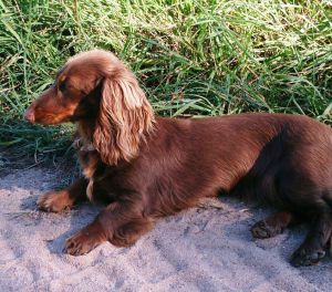 Dog Photo