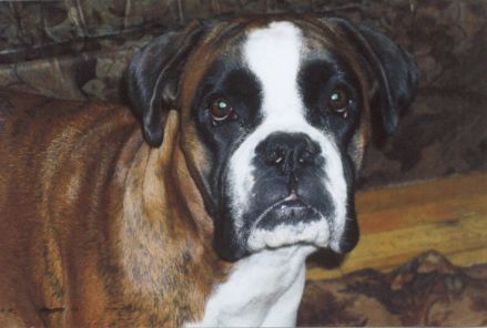 Dog Photo