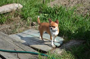 Dog Photo