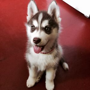 Dog Photo