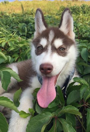 Dog Photo