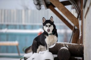 Dog Photo