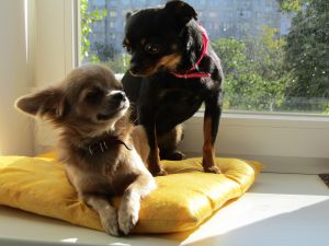 Dog Photo